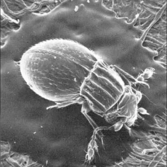 thumbnail for publication: Featherwing Beetles (Insecta: Coleoptera: Ptiliidae)